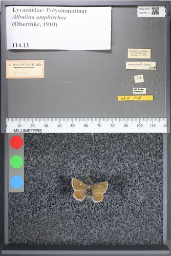 Media type: image;   Entomology 54117